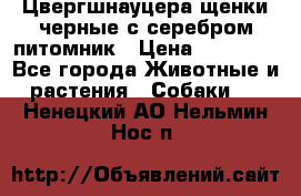 Цвергшнауцера щенки черные с серебром питомник › Цена ­ 30 000 - Все города Животные и растения » Собаки   . Ненецкий АО,Нельмин Нос п.
